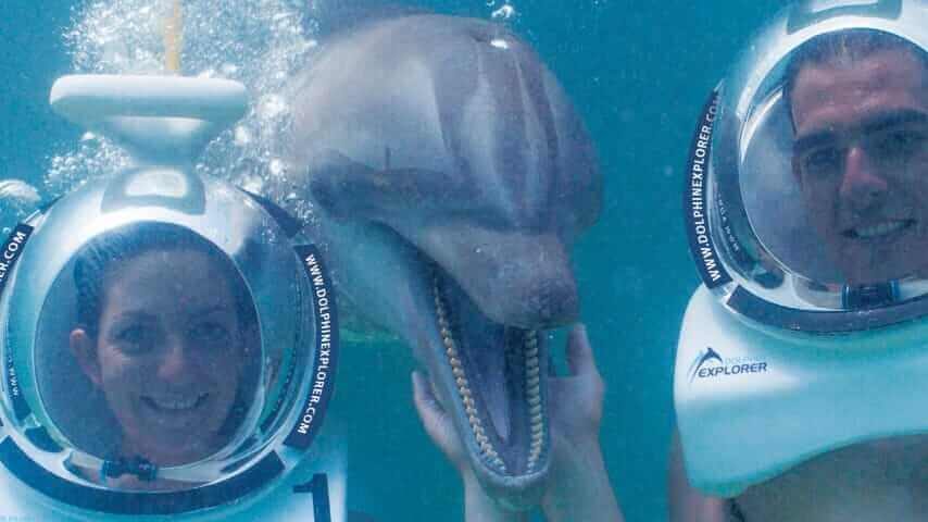 Dolphin Explorer