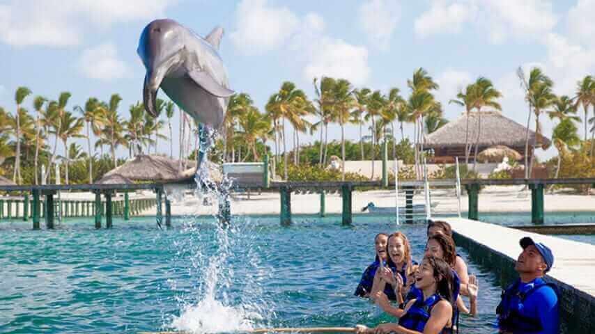 Dolphin jumping at marine park