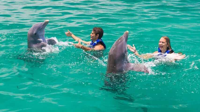 Swimming with dolphins