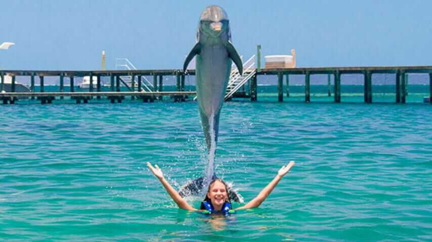 Dolphin Adventure