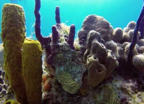 Unforgettable Tours & Transfers | Dominican Dream Vacation - Discover the Dominican Republic 2025