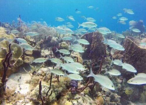 Unforgettable Tours & Transfers | Dominican Dream Vacation - Discover the Dominican Republic 2025