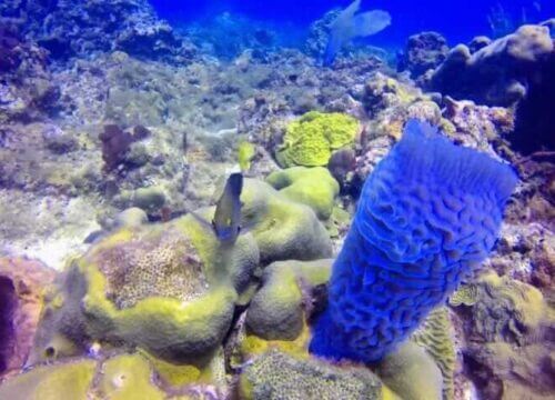 Unforgettable Tours & Transfers | Dominican Dream Vacation - Discover the Dominican Republic 2025