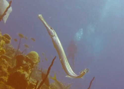 Unforgettable Tours & Transfers | Dominican Dream Vacation - Discover the Dominican Republic 2025